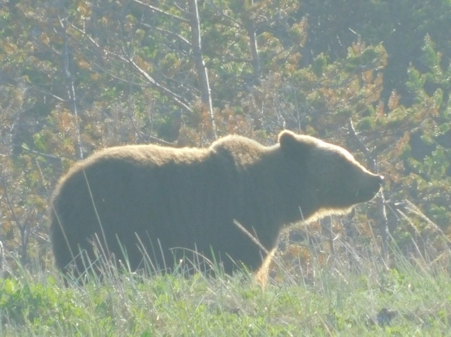 В Онежском Поморье завершился весенне-летний учёт медведя